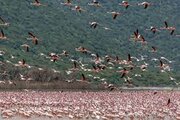 ببینید | دریاچه‌ای در کنیا، بهشت فلامینگوها