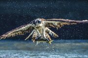 ببینید | شکار ماهی توسط عقاب از نمای زیر آب