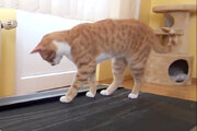 ببینید | تلاش خنده‌دار یک گربه برای کاهش وزن؛ تردمیل‌سواری!