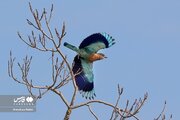 تصاویر | گونه‌های مختلف پرندگان در «شیراز»