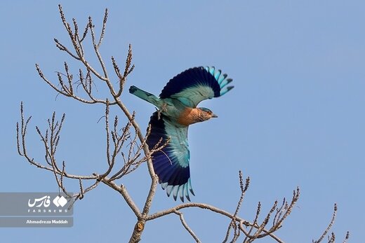 گونه‌های مختلف پرندگان در «شیراز»