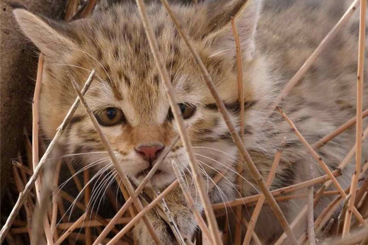 ببینید | تصاویر یک قلاده ‌گربه وحشی در شاهرود
