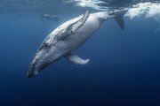 ببینید |  لحظه شکار هوشمندانه فک دریایی توسط نهنگ قاتل