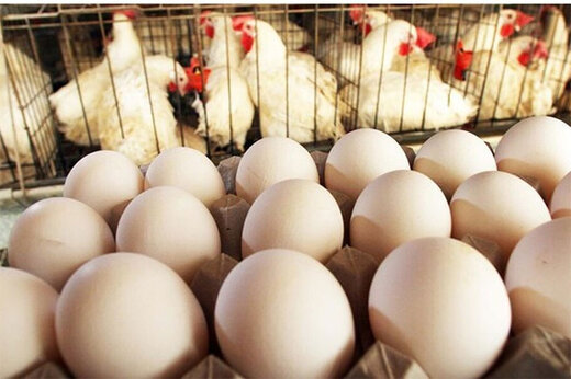 ببینید | حل یک پرسش تاریخی بشری: اول مرغ بوده یا تخم‌مرغ؟