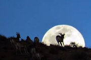 ببینید |  تصاویری رویایی از ترکیب ماه و قوچ و میش‌ها در ارتفاعات هیرکانی