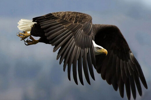 ببینید | شکار حیرت انگیز یک بزغاله توسط عقاب غول پیکر