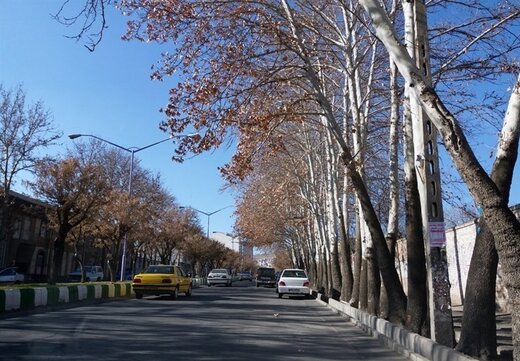 عکس | خلاقیت تحسین‌برانگیز در مشهد با درخت‌های خشک‌شده