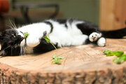 ببینید | انجام حرکات پیشرفته یوگا توسط یک گربه پشمالو