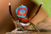 ببینید | کشف عنکبوت رقصنده در استرالیا!