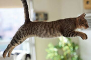ببینید | رکوردشکنی باورنکردنی یک گربه؛ بلندترین پرش ارتفاع!