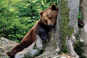 ببینید | بازی خرس‌های قهوه‌ای در ارتفاعات مازندران