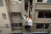 ببینید | انتقال گاوها از پشت بام خانه‌ها در پاکستان برای فروش در بازار به مناسبت عید قربان