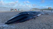 ببینید | پیدا شدن جسد نهنگ عظیم الجثه‌ در انگلیس