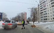 ببینید | کمک افسر پلیس به یک سگ برای عبور از خیابان