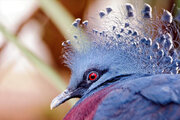 ببینید | تصاویری پربیننده از کبوتر تاج‌دار ویکتوریا که در حال انقراض است