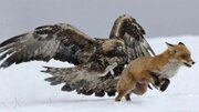 ببینید | تصاویری حیرت‌انگیز از جنگ خونین عقاب با یک روباه!
