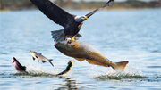 ببینید |  شکار لحظه‌ها از عقاب در حال صید ماهی