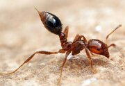ببینید | مورچه‌ای که پس از فلج کردن طعمه آن را می‌بلعد