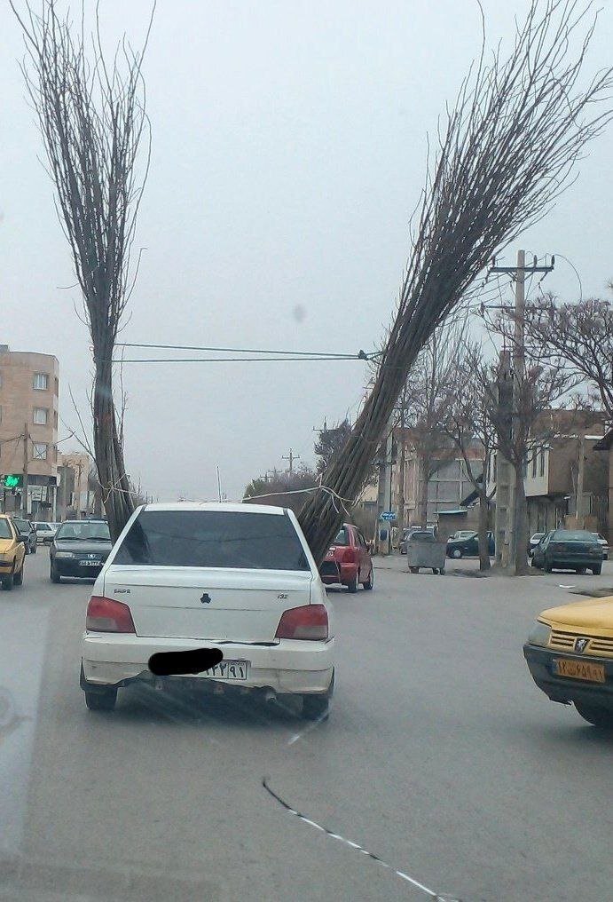 عکس | حرکت جنجالی راننده پراید در اردبیل؛ جابه‌جایی درخت بزرگ!