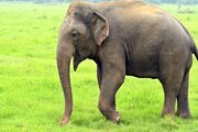 ببینید | ویدیویی از لحظه حمله هولناک یک فیل در هندوستان